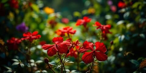 Crimson Blooms in a Floral Garden Display