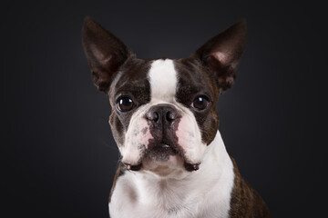 Cute adorable boston terrier dog on isolated black background looking straight