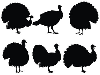 Set of vector silhouettes of turkey animals on white background