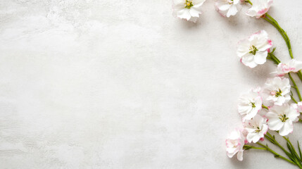 Delicate white blossoms with pink edges arranged on a light gray textured background, creating a serene and elegant floral border. : Generative AI