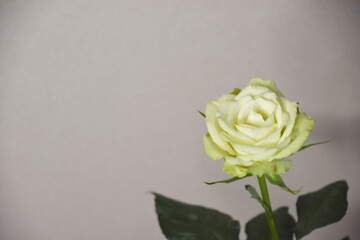 Fototapeta premium 緑のばら