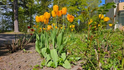 Tulips (Tulipa) are a genus of spring-blooming perennial herbaceous bulbiferous geophytes (having...