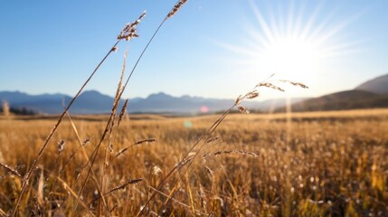 Fototapeta premium Golden hour sunlight illuminates tall grasses in a vast field, with distant mountains under a clear blue sky, creating a serene autumnal landscape. : Generative AI