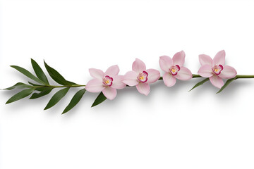 Fototapeta premium Orchid branch with five pink-purple flowers in full bloom, isolated on clean white background