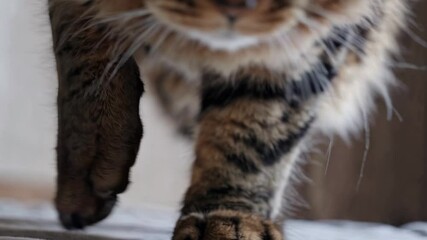 Tabby cat moving forward with purposeful intensity, whiskers alert and paws treading carefully, capturing focused feline curiosity and precise movement