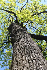 green fresh leaves on oak tree and blue sky, spring oak tree