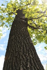 oak tree in spring and blue sky