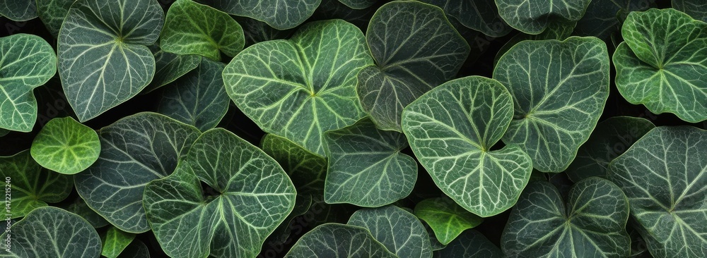 Fototapete A close up image showcasing the intricate vein patterns of numerous heart-shaped, dark green leaves, creating a lush and textured natural background. : Generative AI