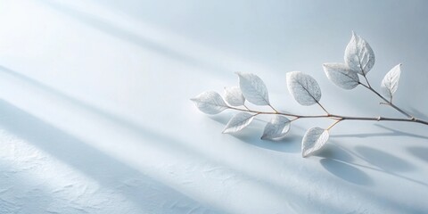 Silver leaf branch with soft light and shadows on a pale background
