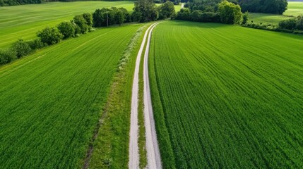 Aerial view of a gravel road winding through vibrant green agricultural fields, showcasing a picturesque rural landscape under a bright sky. : Generative AI