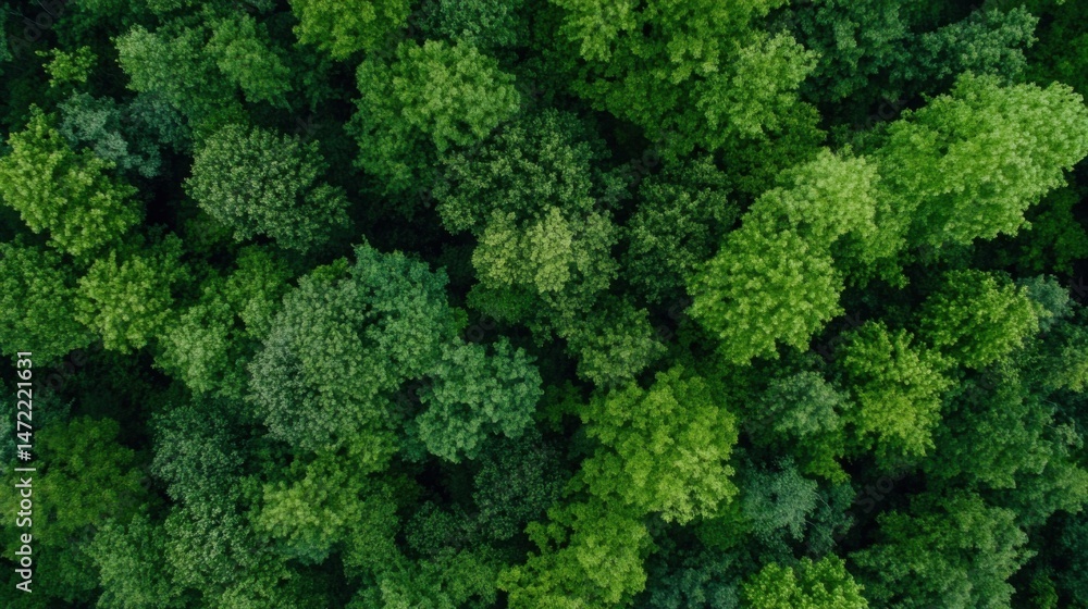 Poster aerial view of a lush, green forest canopy, showcasing a dense collection of vibrant trees from a hi