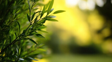 Vibrant green leaves illuminated by warm sunlight, creating a serene and peaceful natural scene.  The bokeh background suggests a tranquil garden or park setting. : Generative AI
