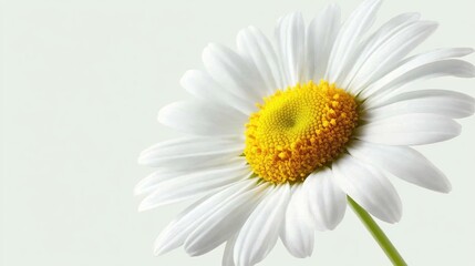 Obraz premium Close-up of a vibrant white daisy flower with yellow center, showcasing delicate petals and intricate details against a soft pastel background, symbolizing beauty and nature