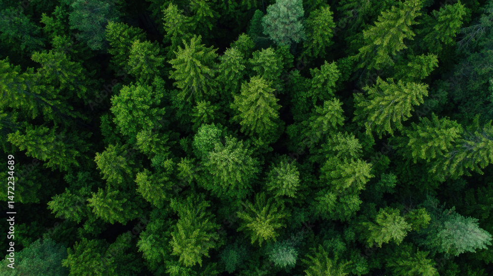 Poster aerial view of a lush, dense evergreen forest canopy, showcasing vibrant green foliage and the intri