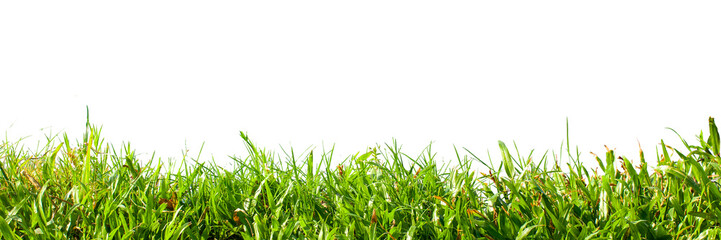 green grass isolated on white