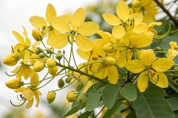 cassia occidentalis flowers isolated on white background