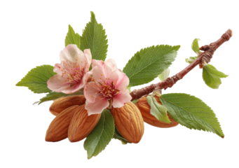 [Transparent Background PNG]Almond Blossoms and Nuts on Branch