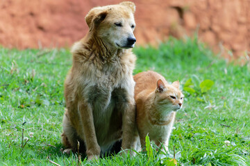 a cat and a dog on grass