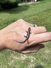 Pequeños reptiles en la palma de un hombre.