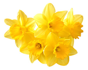 yellow daffodil flowers isolated on white background PNG © moin