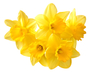 yellow daffodil flowers isolated on white background PNG