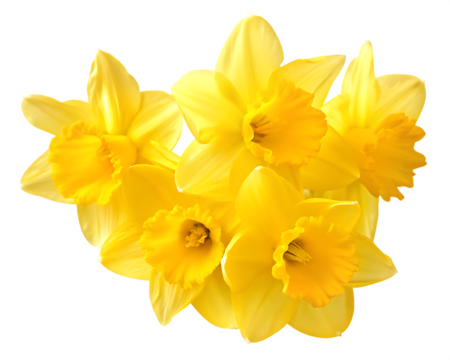 yellow daffodil flowers isolated on white background PNG