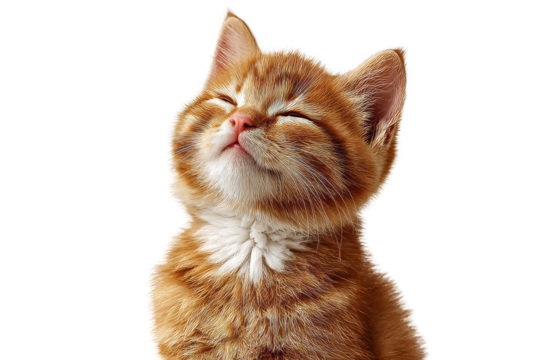 [Transparent Background PNG]Adorable Kitten Portrait Against White Background
