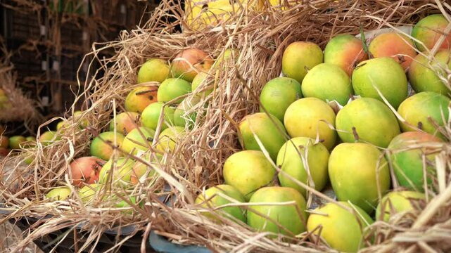 Fresh mangoes from Indian farm, Mumbai market 