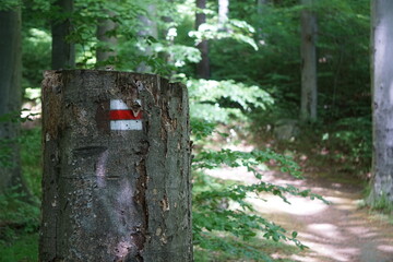 Czerwony szlak i ścięte drzewo © Adam