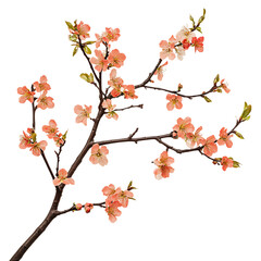 Tree branch flower Photo Overlays png