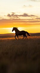 Horse silhouette running at sunset