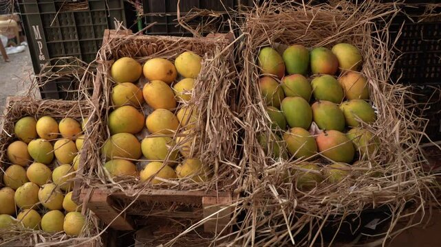 Fresh mangoes from Indian farm, Mumbai market 