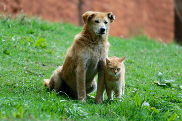 a cat and a dog on grass