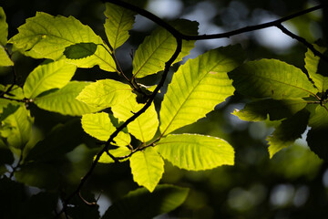 autumn leaves in the sun