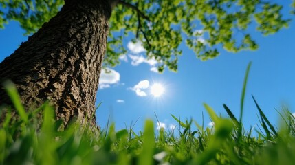 Fototapeta premium A large tree stands tall with vibrant green leaves against a clear blue sky. Sunlight filters through the branches, illuminating the lush grass below, creating a serene atmosphere