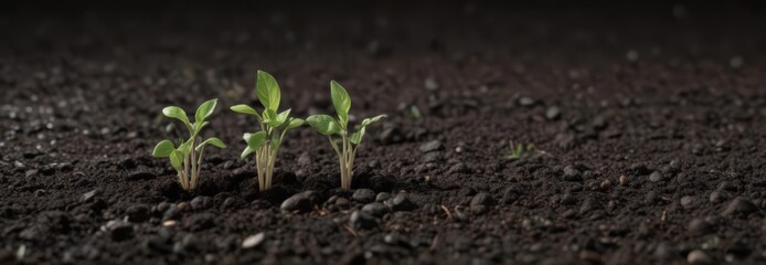 Bean seed sprouting in dark soil, early growth stage, seedling, sustainable