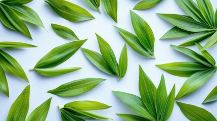 Fototapeta premium Fresh, vibrant leaves arranged in a geometric pattern on a light background.