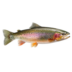 Naklejka premium Captivating Rainbow Trout Display on Black Background