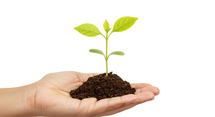 Isolated Hand Holding Seedling