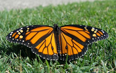 Fototapeta premium Monarch Butterfly Wings Spread Resting on Green Grass