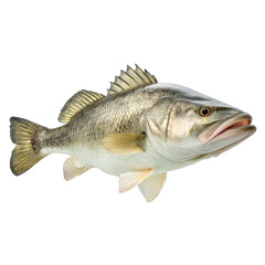 Fototapeta premium Largemouth Bass: The King of Freshwater Fishing