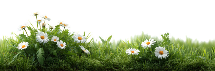 Obraz premium [Transparent Background PNG]Beautiful Spring Flowers in Green Grass