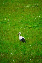 Bocian biały spacerujący po zielonej łące, z charakterystycznym długim dziobem i czerwonymi nogami. © Adam