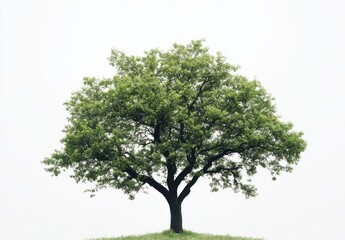 Single deciduous tree with lush green foliage, standing alone against a bright white sky, showcasing its strong branches and vibrant leaves. : Generative AI
