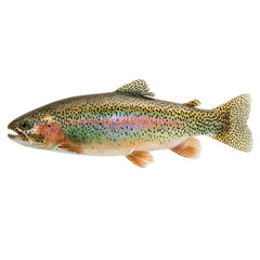 Vibrant Rainbow Trout: Nature's Aquatic Beauty