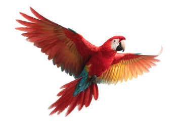 Fototapeta premium [Transparent Background PNG]Beautiful Scarlet Macaw in Flight