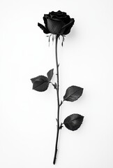 Elegant Black Rose on White Background, Symbolizing Mystery and Elegance, Perfect for Creative Projects or Designs Focused on Beauty and Contrast