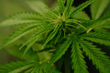 Close-up of female cannabis growing in the greenhouse. Horizontal background. Marijuana leaves and bud on early flowering stage. Concept of cultivation medical cannabis, hemp, pot, weed