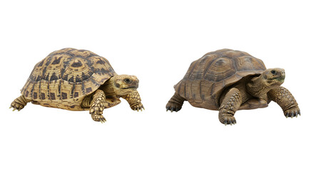 Two Madagascar Tortoises Crawling on Transparent Background