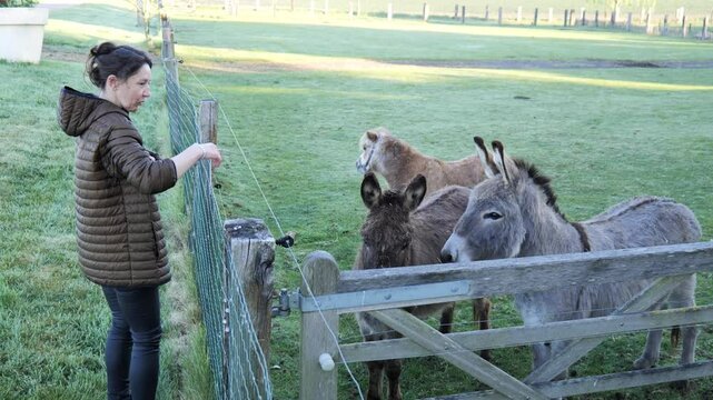Woman petting donkeys at a farm in the early morning light
